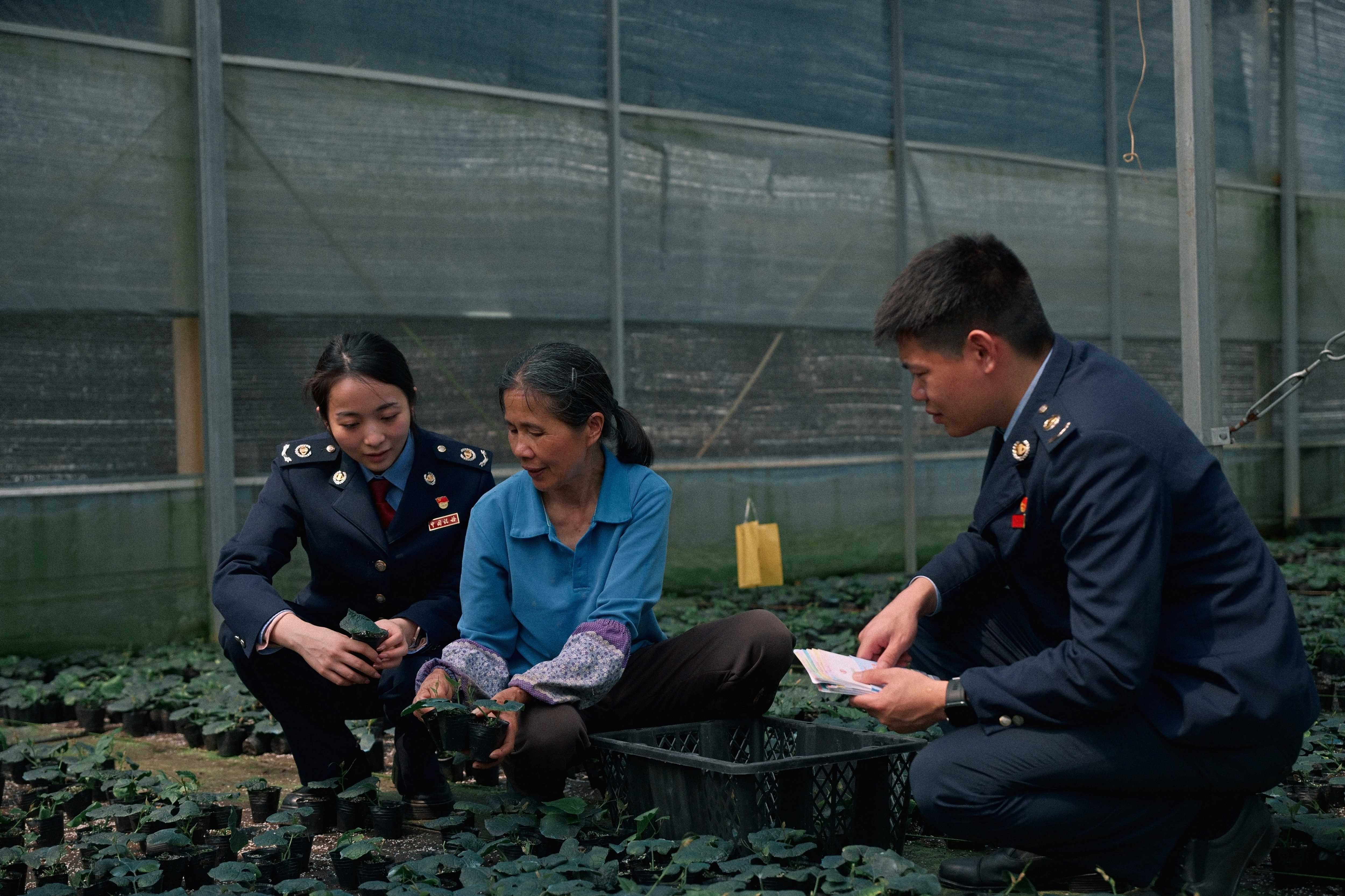图为税务工作人员在罗汉果育苗基地查看种苗生长情况。(李若昂摄).jpg
